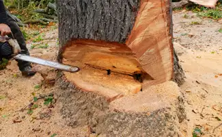 Entreprise abattage arbre 30 Gard
